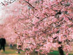 -上海辰山植物园