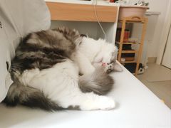 -天使宠物医院·犬猫分诊(彩虹店)