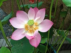 -陈家山荷花公园