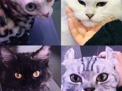 -极木²邸 人与宠物·互动社区