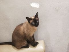 -藏猫猫咖啡主题馆(中央大道店)