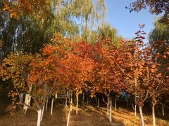 -大兴滨河森林公园