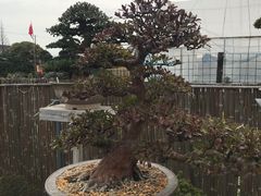 -龙大花卉苗木市场