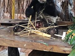 -广州长隆野生动物世界