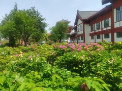 -曹州百花园