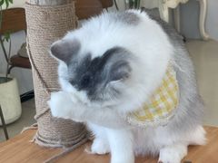 -共舞时光猫咖·狗咖(新街口店)