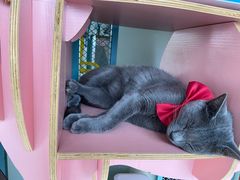 -喵屿·大理花园猫咖