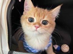 -御宝贝·A梦猫科宠物医院(国际猫友好医院)