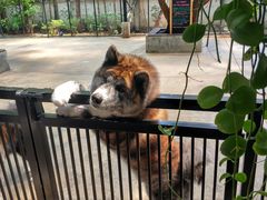 -TrueLove @ Neverland (Husky Cafe)