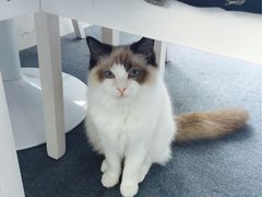 -喵的天空名猫咖啡馆·撸猫·猫舍·用品