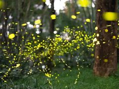 -西涌国际滨海旅游区