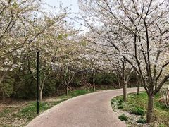 -绵阳盛世樱花悠乐谷