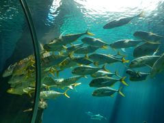 -北戴河圣蓝海洋公园