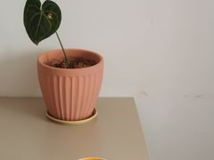 -纽巷咖啡 SOFTFOCUS COFFEE(锦和巴黎时韵店)