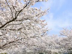 -上海辰山植物园