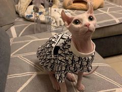 -喵zoo家庭繁育猫舍(尖东智能花园店)