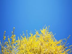 -石家庄市植物园