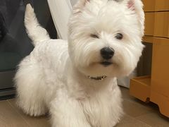 -萌宠之家·腊肠犬·马尔泰·小体犬舍