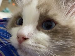 -关爱宠物医院·猫科中心·消化科(滨湖万达分院)