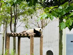 -卧龙中华大熊猫苑神树坪基地