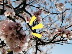 -天王浮山樱花园