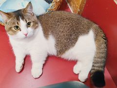 -和它·交个朋友·狗咖猫咖(爱琴海店)