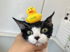 -老吴的猫·猫舍(新区店)