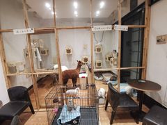 -猫色咖啡·猫咖