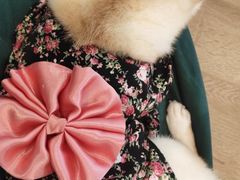 -南京Hallo宠物乐园·哈罗犬舍·柴犬繁育基地