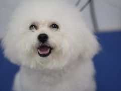 -瑞鹏宠物医院犬猫全科(真大分院)