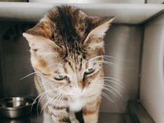 -爱诺耐芙动物医院(万博店)