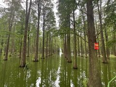 -渌洋湖湿地公园