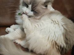 -MOCHA明星猫咖(田子坊店)
