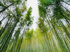 -蜀南竹海景区