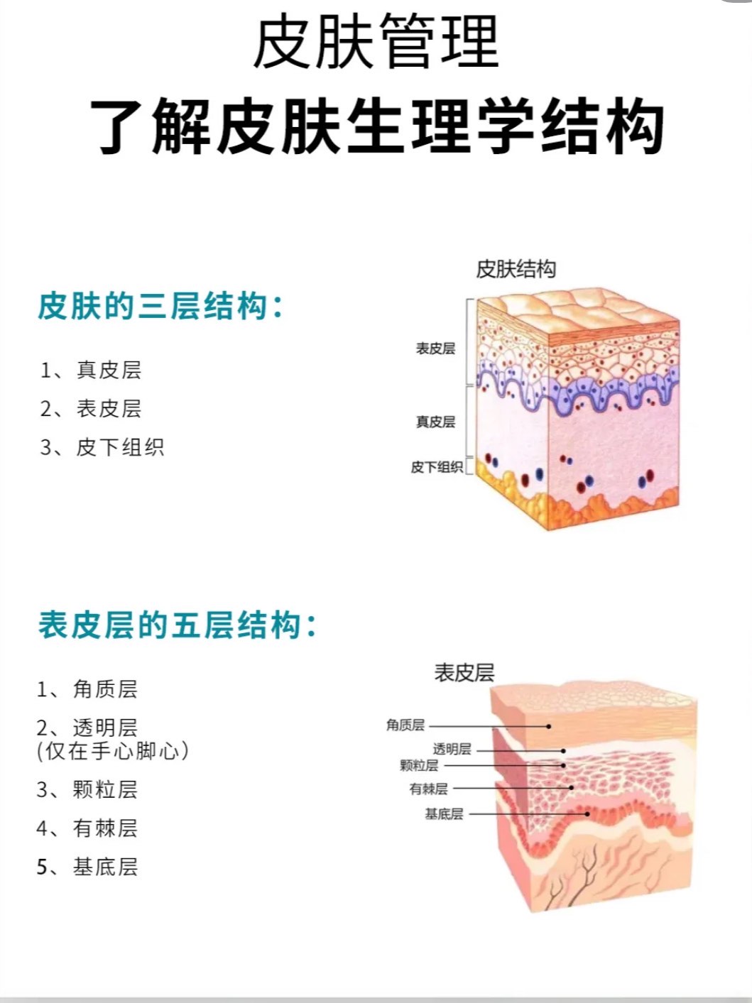 皮肤分为五层图片