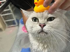 -车接车送·寄养洗护·德文猫舍(大宁店)