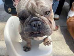 -柯斗斗主题餐厅·狗咖·围炉煮茶·茶饮(国瑞升平里店)