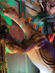 -恐龙探索乐园(磁器口店)