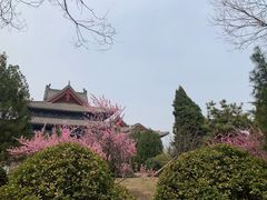 -大槐树寻根祭祖园