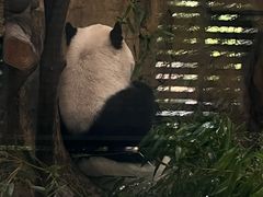 -成都动物园