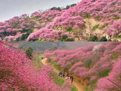 -新建村梅花