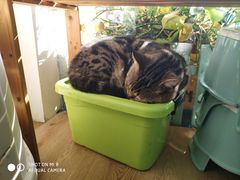 -猫咪博物馆(顶澳仔猫街店)