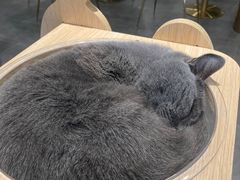 -飞行喵MR PILOT|猫舍·猫咖(静安大融城店)