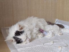 -北京观赏动物医院·24小时大型综合·猫专科·异宠专科