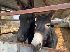 -元鼎宝驴香·全驴宴(江宁店)