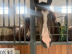 -北京群众马术培训基地