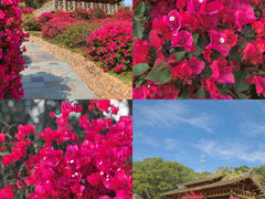 -狐尾山公园