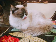 -猫色咖啡·猫咖