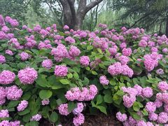 -上海滨江森林公园