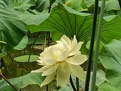 -陈家山荷花公园